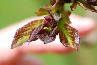 Catalpa x erubescens puruprea - katalpa křížená - list